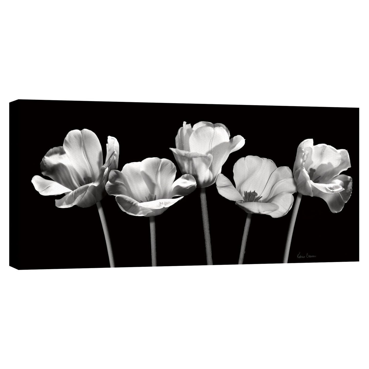 Tulipanes de noche - Katrina Craven