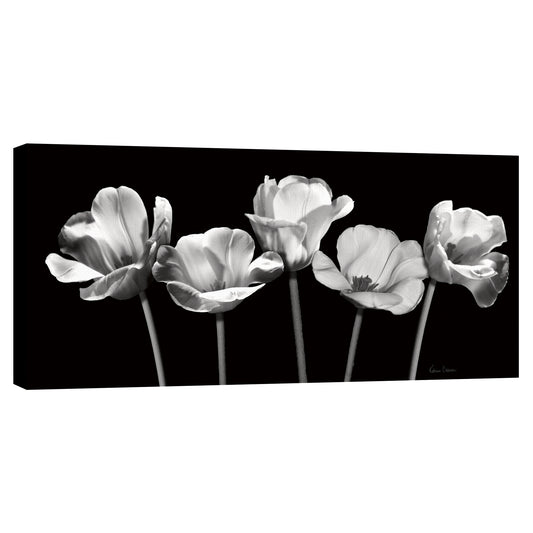 Tulipanes de noche - Katrina Craven