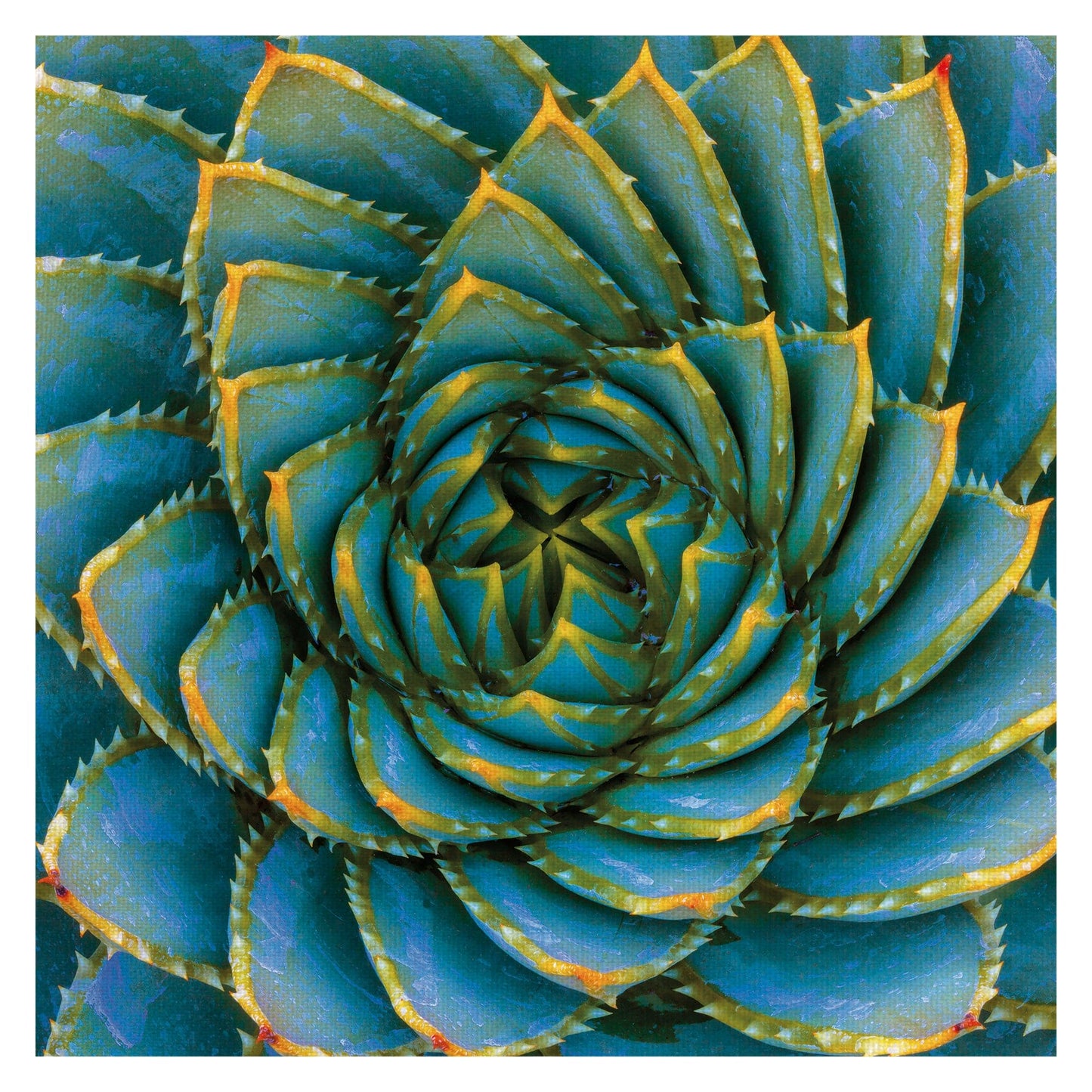 Aloe I Cuadrado Brillante - Robin Constable Hanson