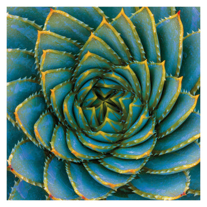 Aloe I Cuadrado Brillante - Robin Constable Hanson