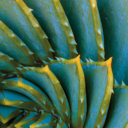 Aloe I Cuadrado Brillante - Robin Constable Hanson