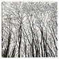 Patrones de arboles - Belle Maison