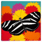 Mariposa cebra - Synthia SAINT JAMES