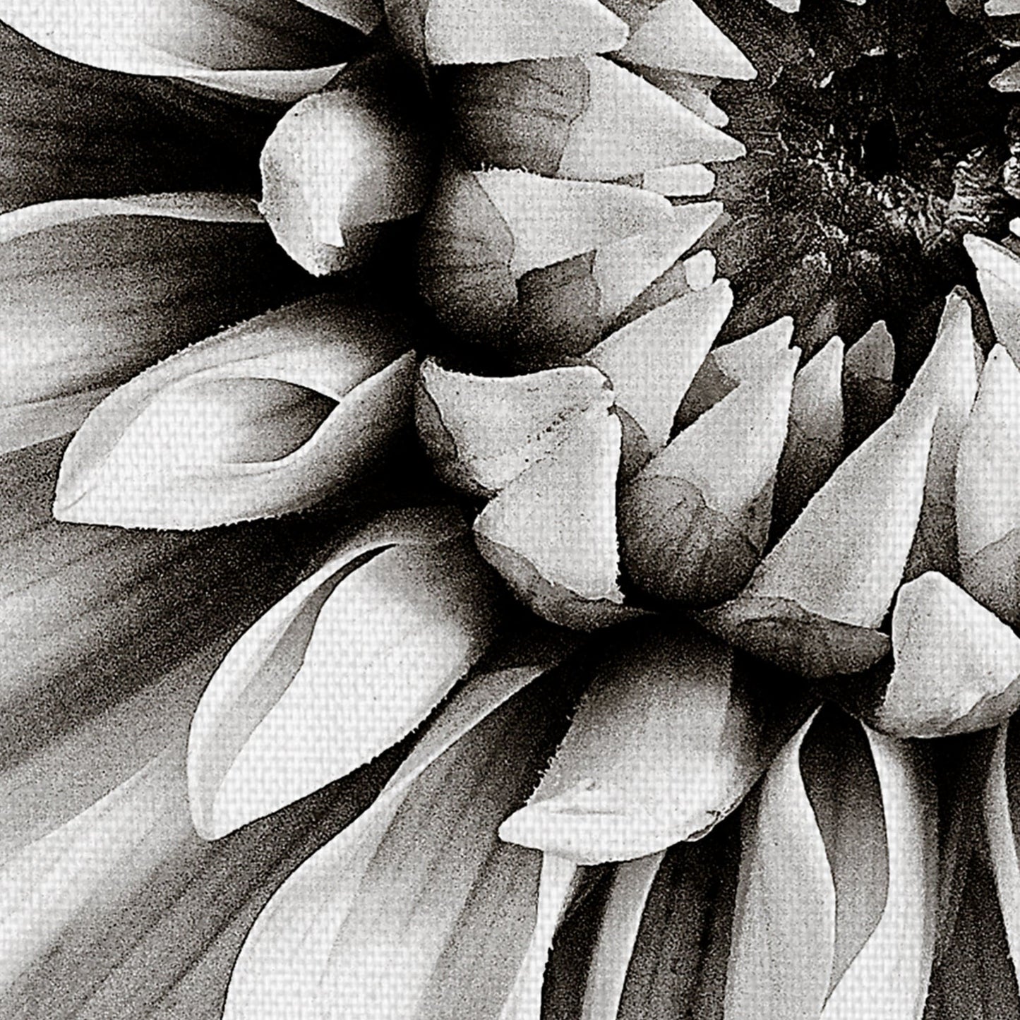 Dahlia en blanco y negro - Tom Quatermaine