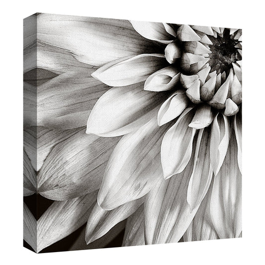 Dahlia en blanco y negro - Tom Quatermaine