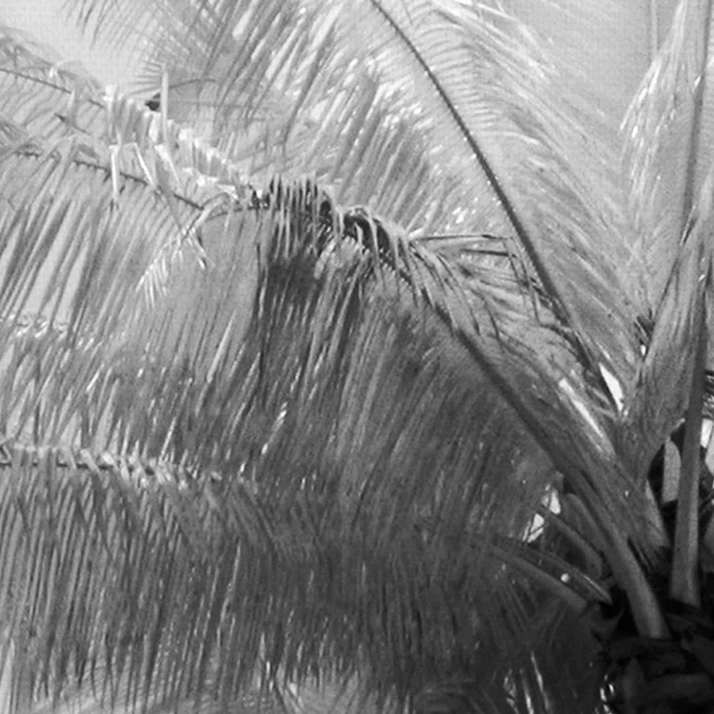 Enfoque de kerala - Bill Philip