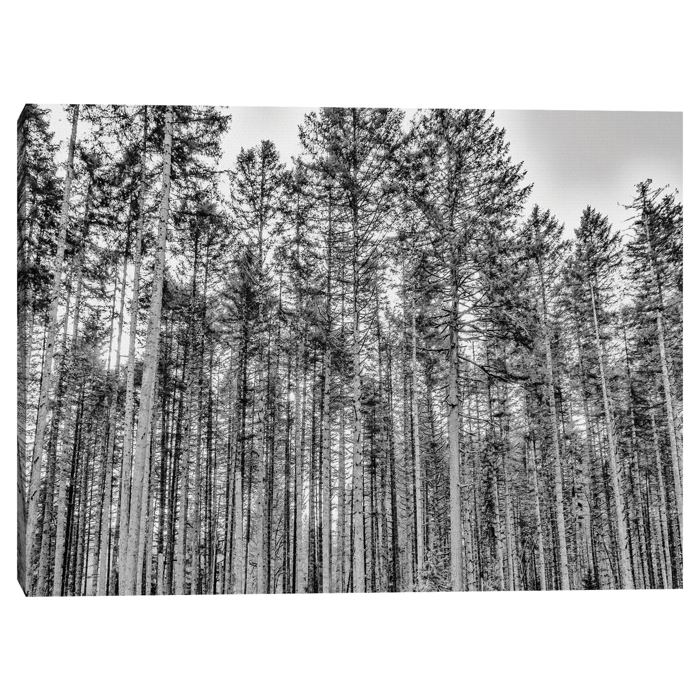 El Bosque - Sossi Madzounian