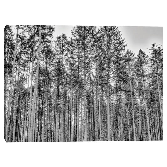El Bosque - Sossi Madzounian