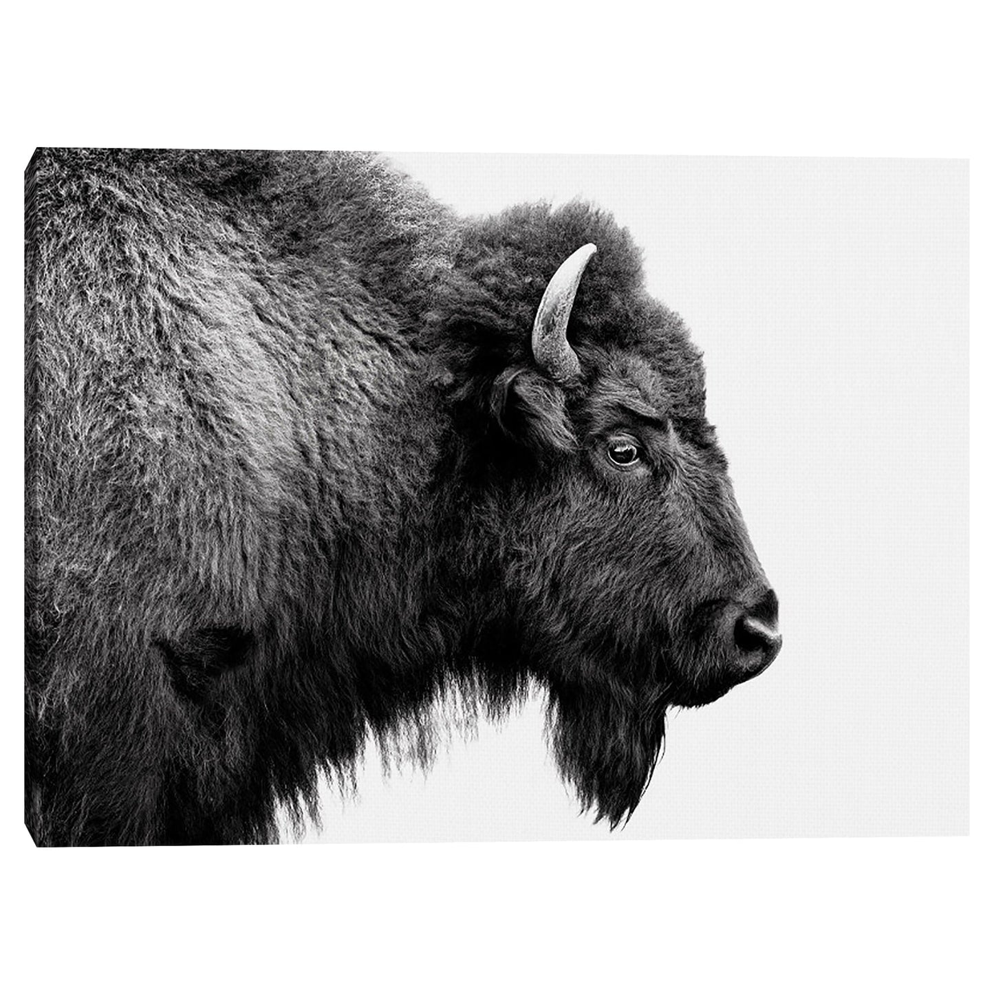 Perfil de búfalo en blanco y negro - Belle Maison