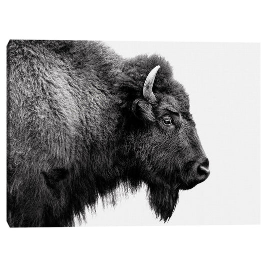 Perfil de búfalo en blanco y negro - Belle Maison