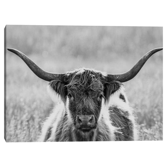 Retrato de longhorn - Panoramic Images