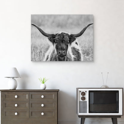 Retrato de longhorn - Panoramic Images