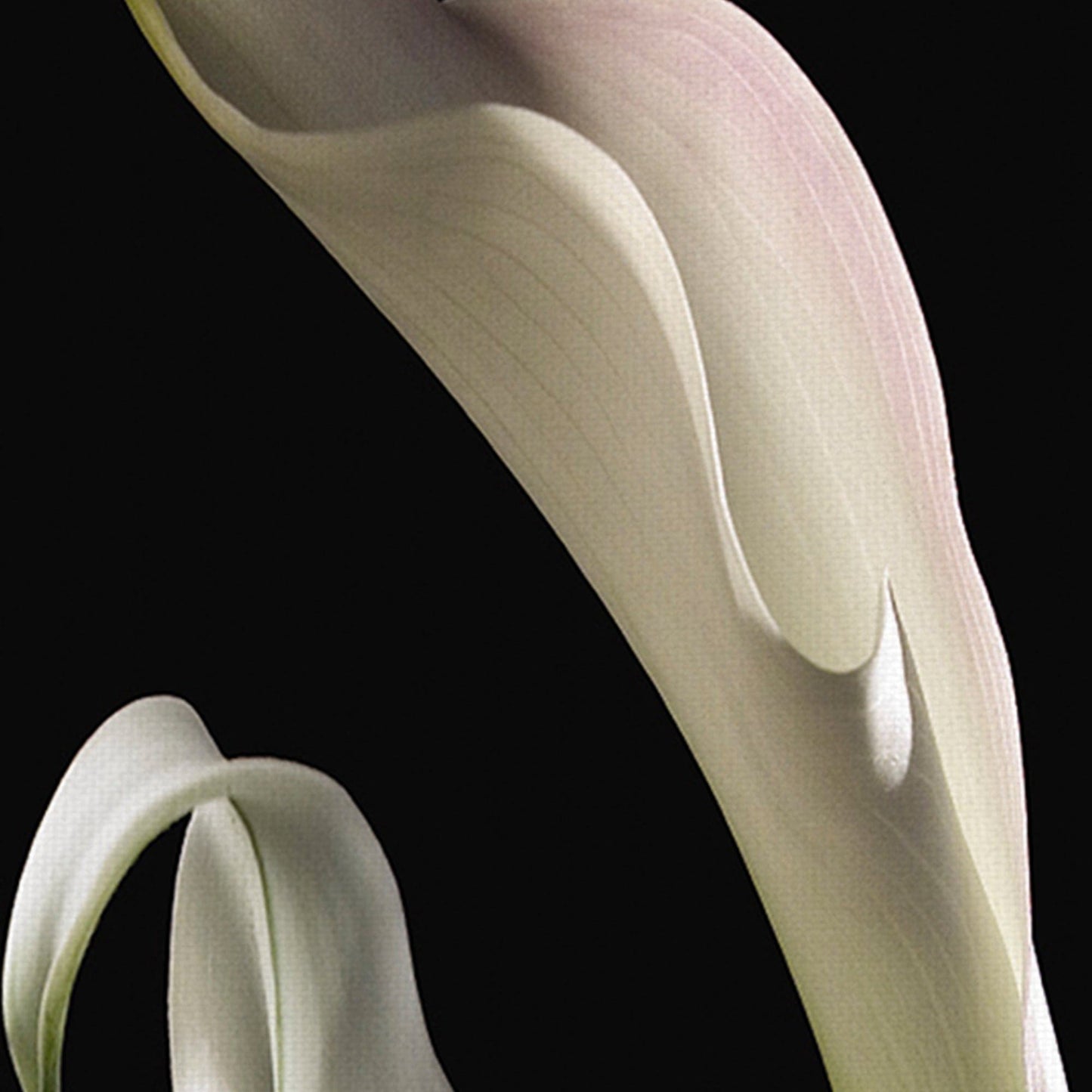 Calla Lirios Panel II - Lependorf-Shire