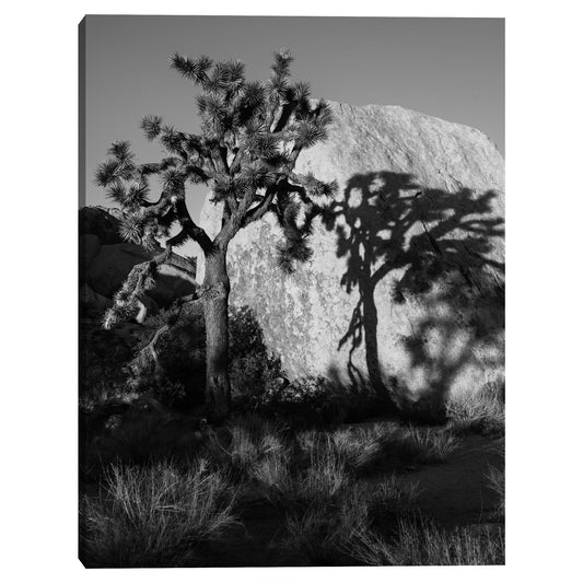 Sombra de arbol - AM Photography