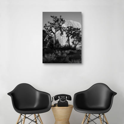 Sombra de arbol - AM Photography