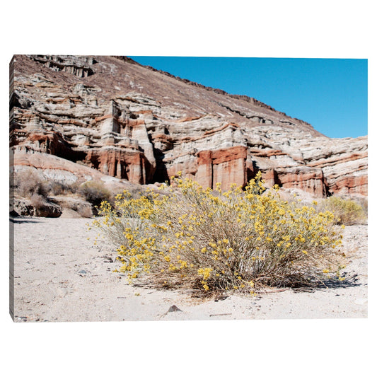 Flores del desierto - AM Photography