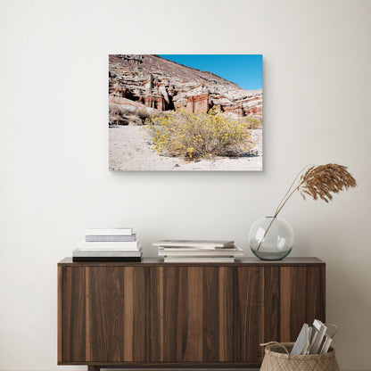 Flores del desierto - AM Photography