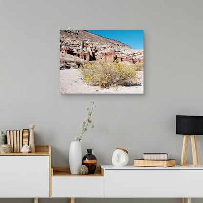 Flores del desierto - AM Photography