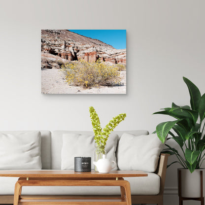Flores del desierto - AM Photography