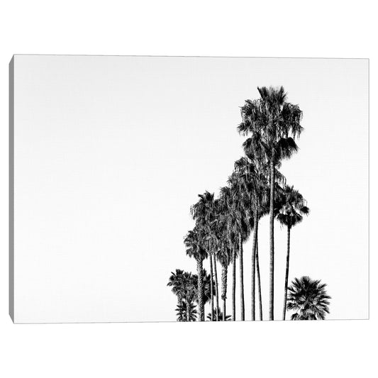 Palmeras - Christine Beadnell