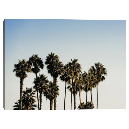 Palmas de California - Christine Beadnell
