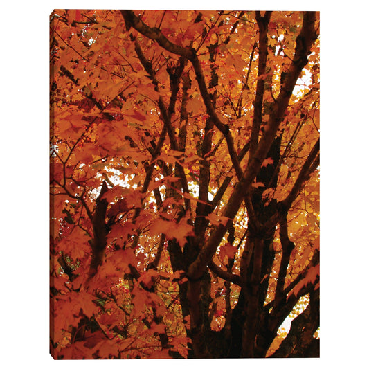 Hojas rojas de otoño - Kathy Mansfield