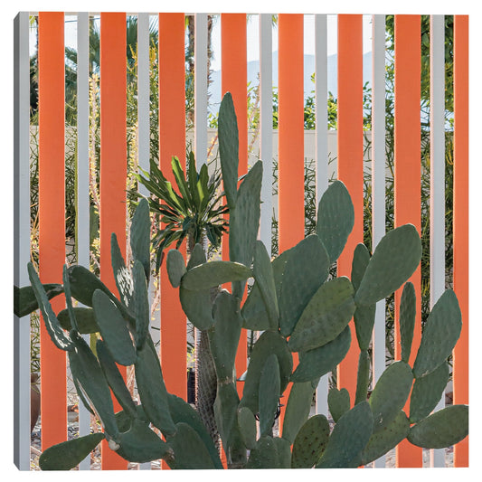 Cactus verde sobre naranja - AM Photography