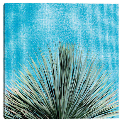 Palma sobre azulejo - AM Photography