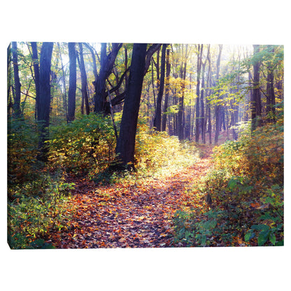 Luz en el bosque - Sue Templin
