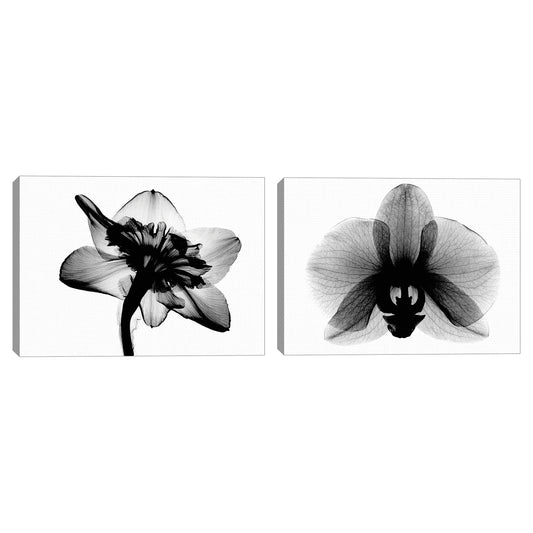 Narciso #1 Rayos X - Bert Myers