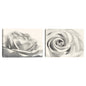 Rosa III - Lori Deiter