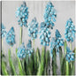Campanas azules - Studio Arts