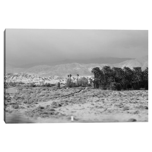 Palmeras del desierto - Mark Timothy